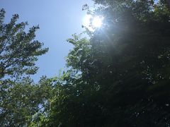 树木-鉴湖国家城市湿地公园