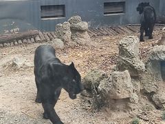 -昆明动物园