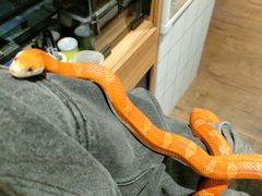 -酷以爬仙阁实体爬宠店·守宫·蜥蜴·专业繁育