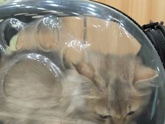 -瑞鹏宠物医院·夜间急症·心超·猫科(祖庙分店)