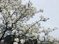 -天适樱花悠乐园