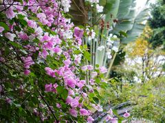 -深圳国际园林花卉博览园