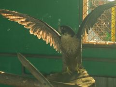 -西霞口神雕山野生动物世界