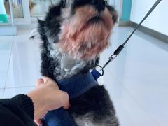 -欧奕国际动物医院