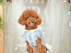 -超宠爱宠物摄影-Super pet