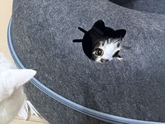 -博特宠物医院24h犬猫全科.骨科·异宠