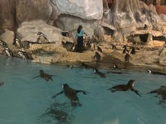 -帝企鹅自助餐厅•儿童岛•真企鹅(长隆企鹅酒店)