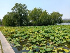 -济南大明湖景区