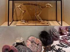 -广东中医药博物馆