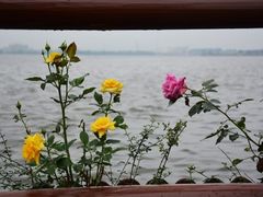 -鹅湖玫瑰文化园