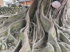 -福建土楼(南靖)景区