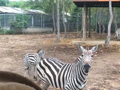 -清迈夜间动物园