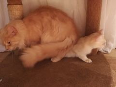 -猫色咖啡·猫咖