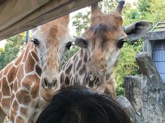 -清迈夜间动物园