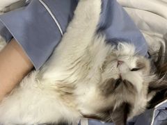 -lincat·猫舍(广州店)