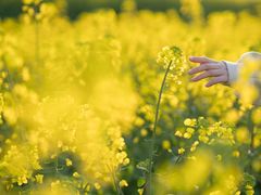 -桑洲油菜花景区