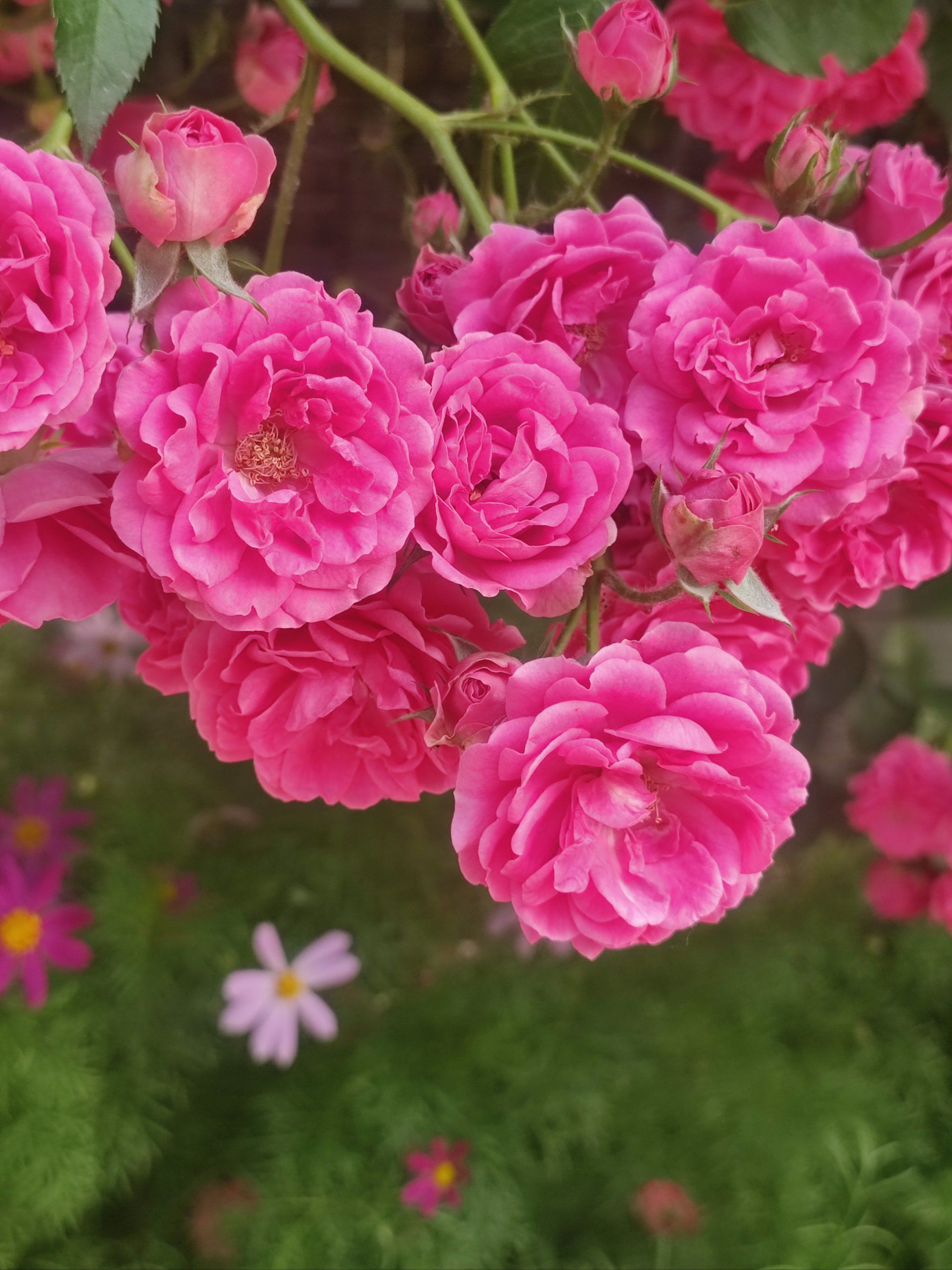 月季花园颜色美不美?