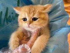 -猫十亿·布偶金渐层·曼基康矮脚猫舍(青年路店)