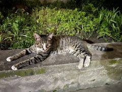 -暖阳宠物医院·犬猫康复中心·骨科