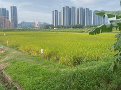 -光明小镇欢乐田园