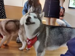 -Husky Go! 哈士奇体验馆·宠物咖啡厅狗咖