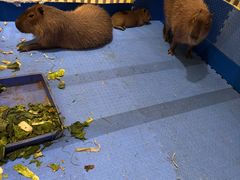 -廊坊固安福朋喜来登酒店