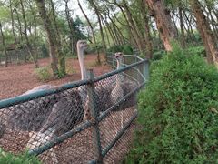 -金孔雀温泉旅游度假村