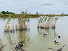 -盐城丹顶鹤湿地生态旅游区