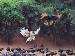 -西双版纳勐泐文化旅游区