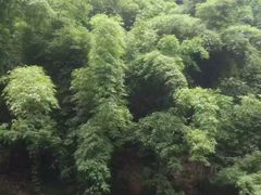 -芦沟竹海