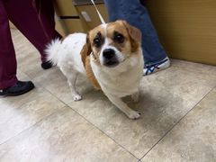 -美联众合动物医院·24h转诊中心