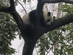 -成都大熊猫繁育研究基地