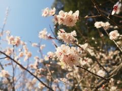 -杭州植物园