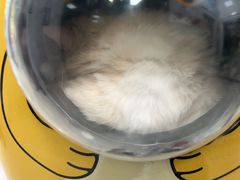 -瑞鹏瑞爱宠物医院·全科·猫科·血液透析中心(龙头寺店)