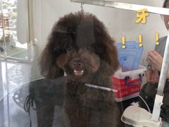 -BABYDOG宝贝狗宠物乐园(欧洲城店)