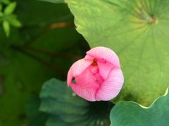 -红山村