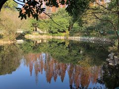 -东平国家森林公园