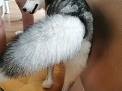 -Husky Go! 哈士奇体验馆·宠物咖啡厅狗咖