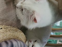 -飞行喵MR PILOT|猫舍·猫咖(静安大融城店)