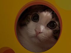 -帕帕拉兹宠物(亚洲旗舰店)