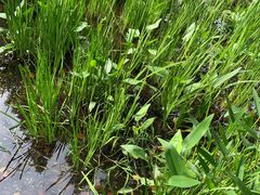 -成都市活水公园