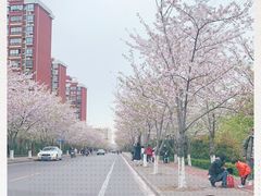 -高东镇樱花园