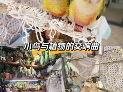 -吉丁鸟咖·异宠·寄养