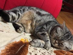 -瑞派福兴宠物医院犬猫全科·骨科·中西医结合(河东店)