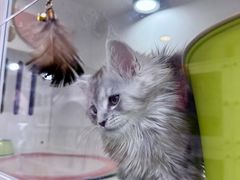 -青奢宠物·青奢猫舍