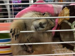 -钓仓鼠(洋桥北里小区店)