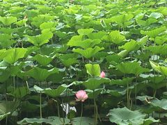 -长春市南湖公园