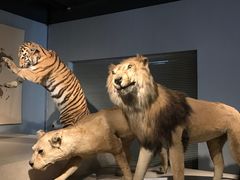 -上海自然博物馆