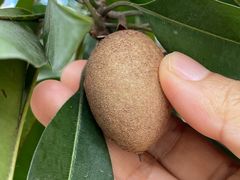 -科尔海悦酒店·柏顿花园餐厅(清河东路店)