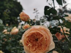 -人民公园(罗湖区)